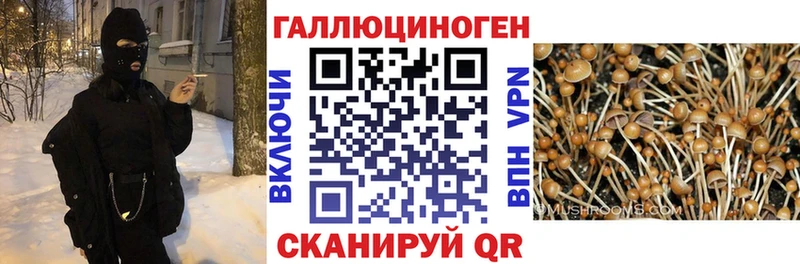 Галлюциногенные грибы Psilocybine cubensis Михайловск